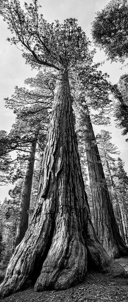 USA-California-Yosemite National Park Giant Sequoia trees in Mariposa Grove